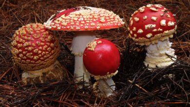 رشد 3برابری مسمومیت با قارچهای سمی/ 14نفر بستری شدند
