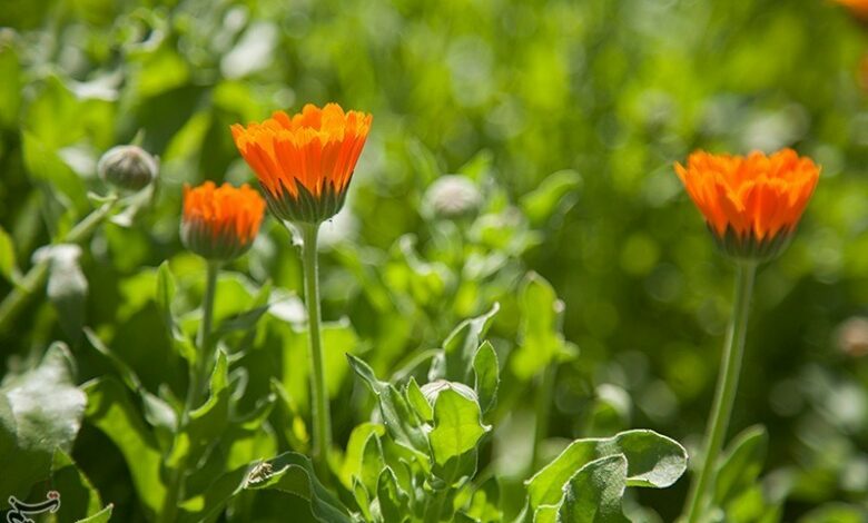وجود 1800 گونه گیاه دارویی بومی در ایران