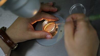 خرید و فروش آزادانه "تخمک" تا 20 میلیون تومان!