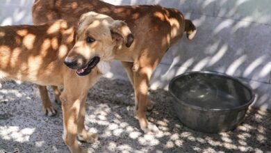 زیان میلیاردی سگ های هار به کشور/ وظیفه نهادهای مختلف چیست؟