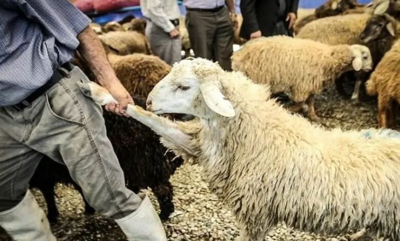 قیمت هر کیلو گوشت دام زنده در عید قربان چقدر شد؟