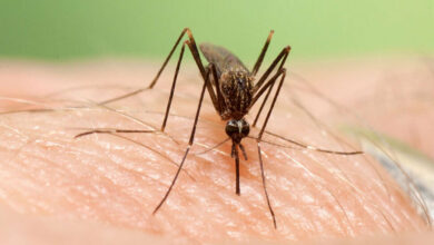 مراقب پشه آئدس باشید/ راه های پیشگیری از تب دنگی - خبرگزاری مهر اخبار ایران و جهان