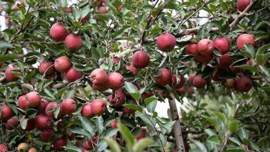 پایش مستمر باقیمانده آفت‌کش‌ها در محصولات کشاورزی