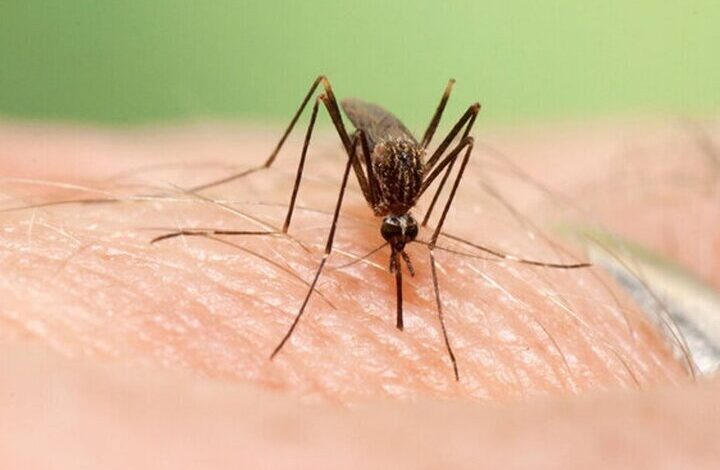 پشه آئدس در چه نوع زیستگاه‌هایی تخم‌گذاری می‌کند؟