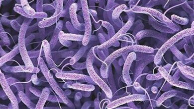 شناسایی 10 بیمار مبتلا به وبا/ مرگ ناشی از بیماری نداشتیم