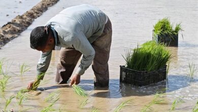 351 مبتلا به &quot;تب شالیزار&quot; در سال گذشته/ راه انتقال بیماری