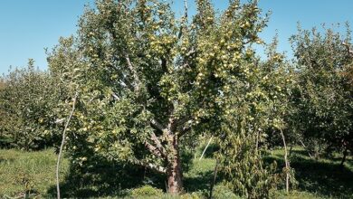 ارتقای سلامت عمومی با استفاده از کمپوست در کشاورزی
