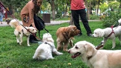 &quot;سگ‌گردانی&quot; و تحمیل هزار مصیبت به جامعه ایرانی!