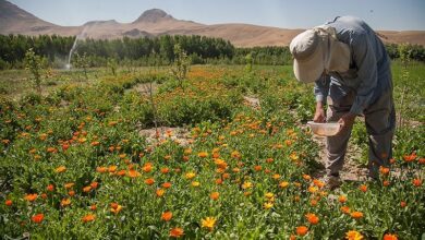 غفلت ایران از ظرفیت عظیم تولید داروهای گیاهی در کشور