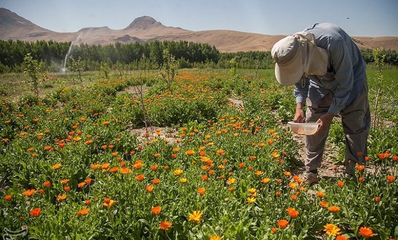 غفلت ایران از ظرفیت عظیم تولید داروهای گیاهی در کشور