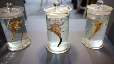 مرگ 15 ایرانی بر اثر مار و عقرب‌گزیدگی در یک سال!