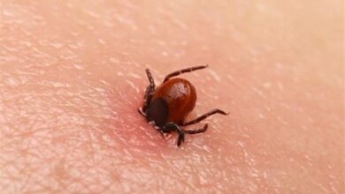 مرگ 6نفر براثر تب کنگو در سال گذشته/ علائم این بیماری چیست؟