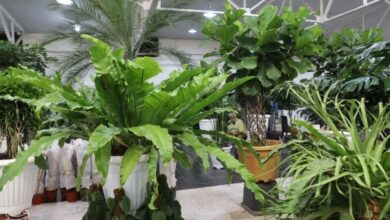 مسمومیت با این گیاهان خانگی می‌تواند مرگبار باشد