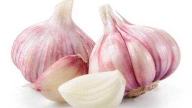 خواص خوردن سیر خام در شب و طبیعت سیر/سیر برای چه کسانی مضر است؟
