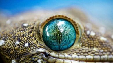 نقش مارمولک‌ها در شناسایی تومور پانکراس