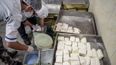 راه تشخیص پنیر سالم و باکیفیت چیست؟