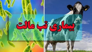 ابتلای 18000 نفر به تب مالت/بیماری افزایش چشمگیری نداشته است