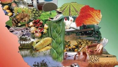 از بین رفتن 33 درصد مواد غذایی در فرآیند کشت / لزوم ارائه راهکارهای عملی برای کاهش ضایعات مواد غذایی