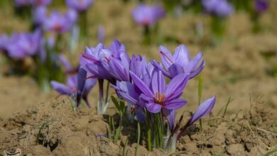 سهم 250 میلیون دلاری ایران از بازار 8 میلیاردی زعفران جهان!