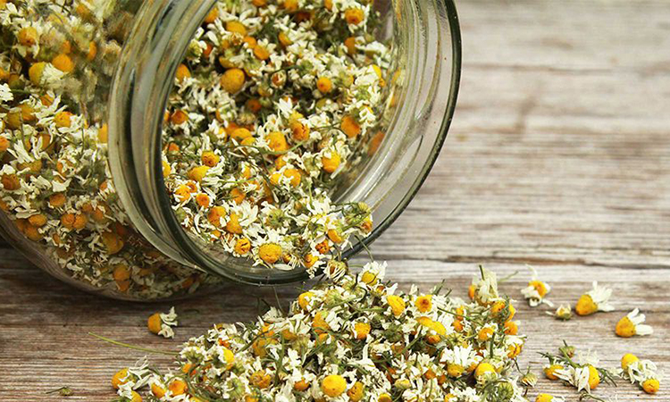آخرین اخبار درمان آسم را به بابونه بسپارید