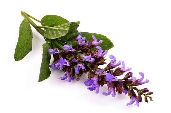 Demonoush Goli که برای آن بیماری های خوب ، بیشتر استفاده از SAGE در درمان
