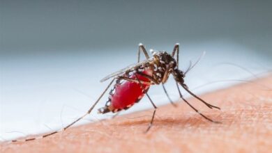 ابتلای 3368نفر به مالاریا در سال 1403؛ علائم ابتلا به بیماری