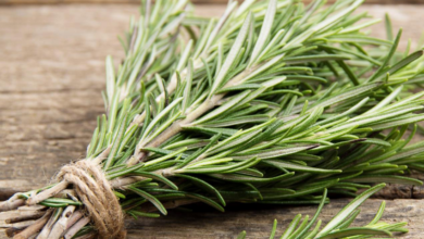 خواص رزماری در طب سنتی - تشخیص پزشکی صالح | درمان | طب اسلامی