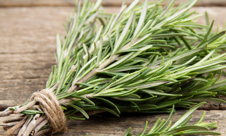 خواص رزماری در طب سنتی - تشخیص پزشکی صالح | درمان | طب اسلامی