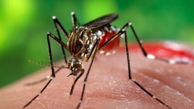 لزوم هماهنگی بین دستگاه‌ها برای مقابله با تب دنگی