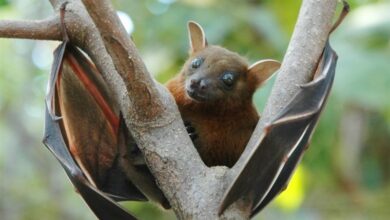 کشف گونه جدید ویروس کرونا در خفاش‌های چین