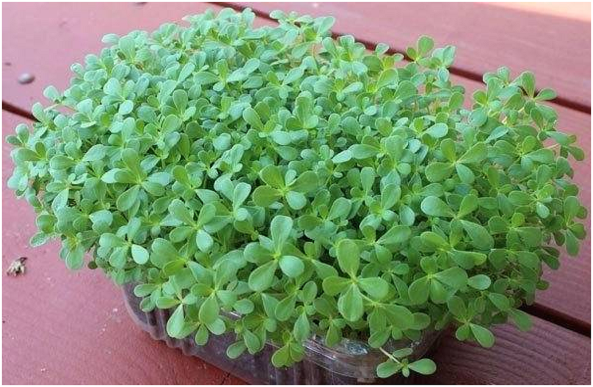 گیاه Purslane ؛ از معرفی انواع آن گرفته تا کاشت و نگهداری