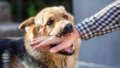 خطرناک ترین بیماری که بین انسان و حیوانات به اشتراک گذاشته شده است/ پیشگیری ، علائم و درمان - اخبار آنلاین