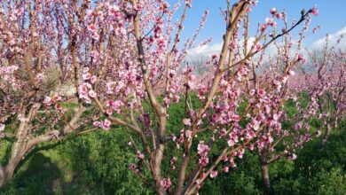 توصیه های یک متخصص پزشکی ایرانی برای تغذیه در بهار - آژانس خبری مهر | اخبار ایرانی و جهانی