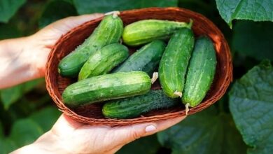 چهار خاصیت عالی خیار برای سلامتی