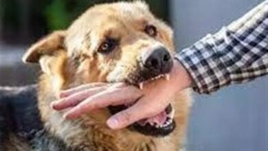 نظارت میدانی بر مراکز درمان پیشگیری هاری