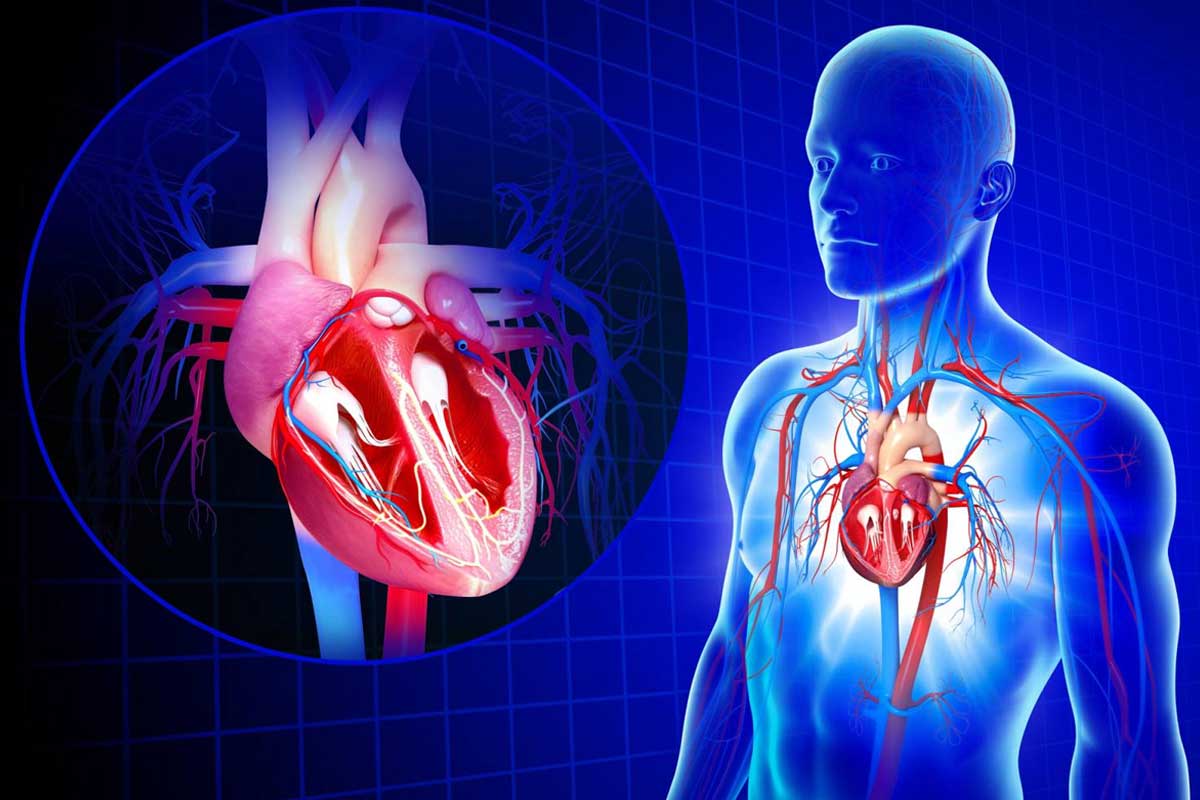 دریچه قلبی عروقی میترال درمان قوی - گروه متخصص بدن مونتال