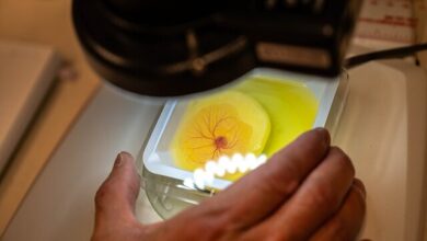 با استفاده از تخم مرغ ، درمان مناسبی برای سرطان پیدا کنید