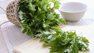 دشمن گیاهی سرطان روده بزرگ مشخص شد