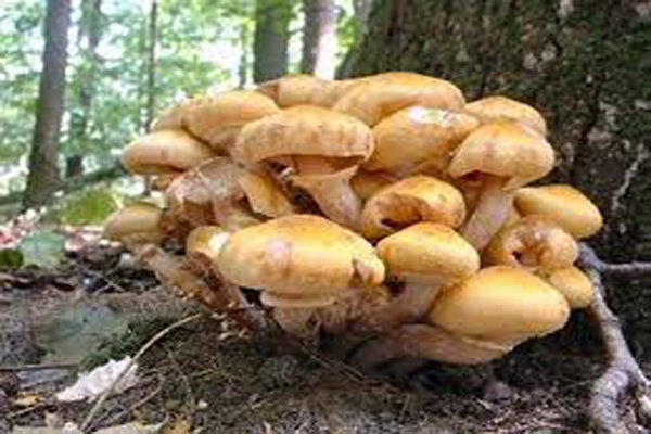 مسمومیت با قارچ های سمی در کرمانشاه ؛ زنگ هشدار برای بهداشت عمومی