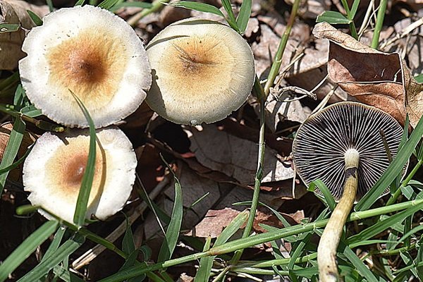 مسمومیت با قارچ های سمی در کرمانشاه ؛ زنگ هشدار برای بهداشت عمومی