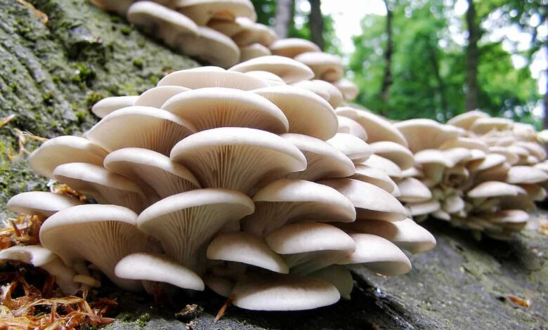 مسمومیت با قارچ های سمی در کرمانشاه ؛ زنگ هشدار برای بهداشت عمومی