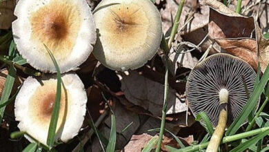 در بهار از این مسمومیت کشنده مراقبت کنید