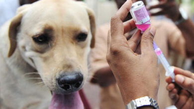 شیوع گسترده هاری در مانیپور هند با 2 کشته - آژانس خبری مهر | اخبار ایرانی و جهانی