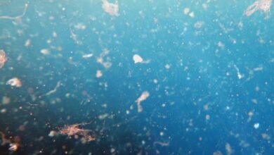 خطر ریزگردها ؛ افزایش فشار خون و دیابت در مناطق ساحلی - آژانس خبری مهر | اخبار ایرانی و جهانی