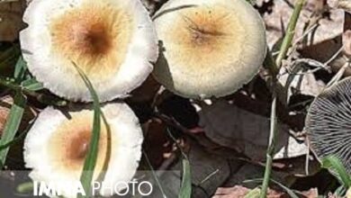 قارچ های سمی 4 نفر را به بیمارستان بردند