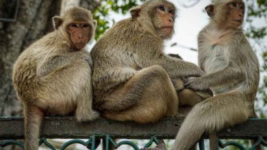 آیا یک بیماری واقعی بود؟/ چه بیماری هایی از میمون به انسان منتقل می شود؟