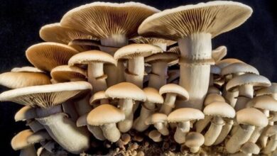 یک هشدار مهم بهداشتی برای ایلامی