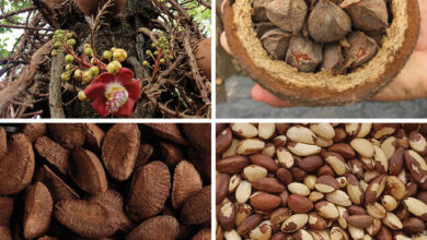 آدامس که می تواند سرطان زا باشد