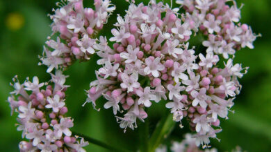 فایده چمن گربه چیست؟