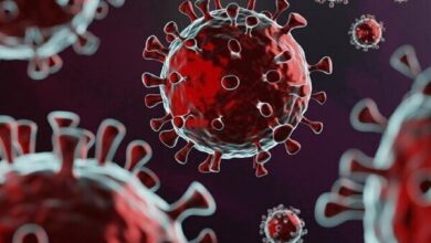 چرا زنان باردار به کاوید کمتر آلوده می شوند؟ - آژانس خبری مهر ایرانی و اخبار جهانی